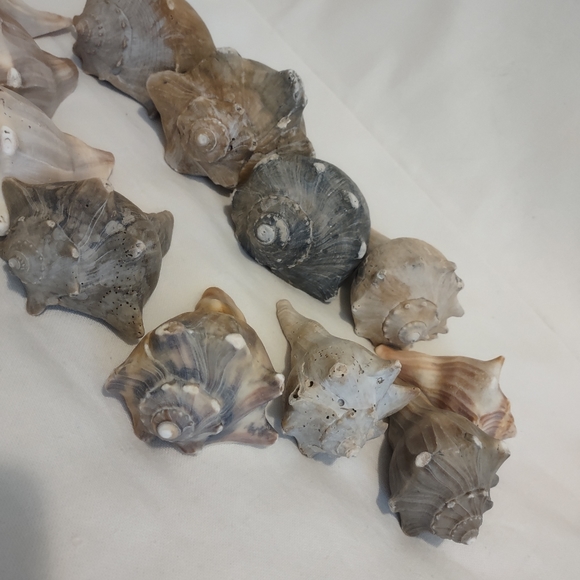 5 lb of Seashell Whelk Welk Shell Beach Shelf Display Decor Aquarium - Picture 9 of 10